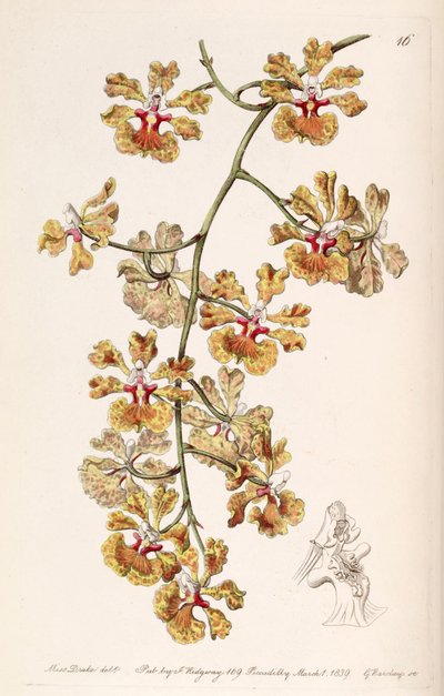 Tolumnia guttata (as syn. Oncidium luridum var. guttatum) by Miss Drake